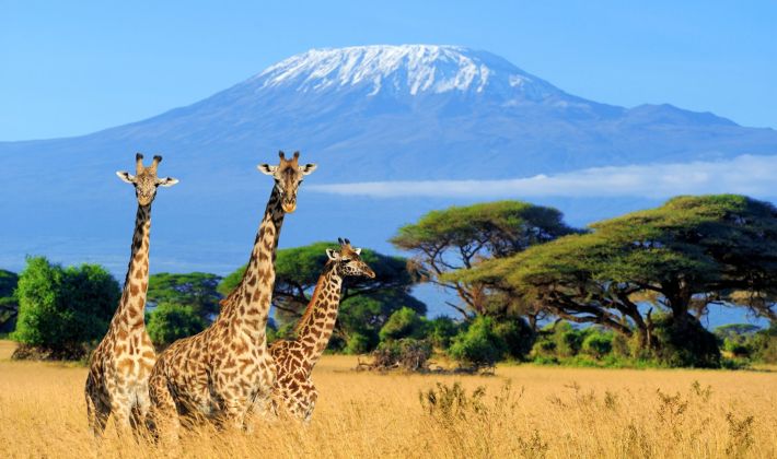 KENIA Giraffen vor Kilimandscharo_shutterstock_662889487_Volodymyr Burdiak